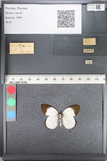 Media type: image;   Entomology 131670